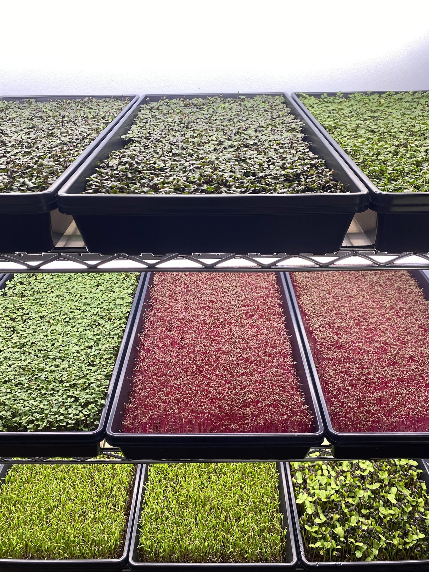 GroWild Acres Microgreens - In Stock