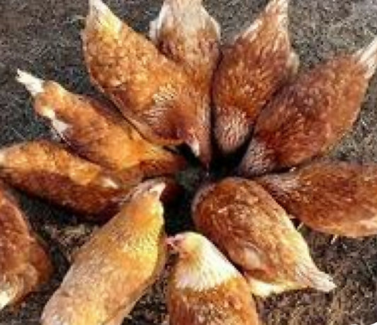 Eggs